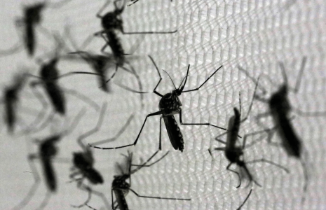 CONTROL DE MOSQUITOS